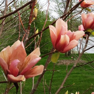Magnolia Coral Lake